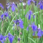 img_5978.jpg